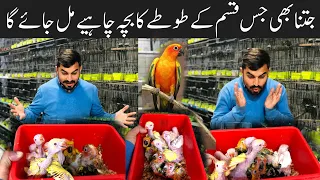 College Road Birds Market Rawalpindi | Green Ringneck,Yellow Ringneck & Raw Parrot chicks