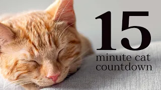 15 Minute Cat Countdown Timer