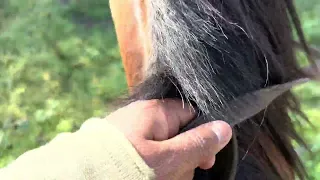 longest horse ride of 81 km by long riders of punjabi horse riders