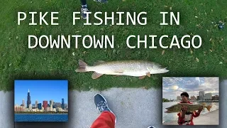 Fishing in DOWNTOWN CHICAGO!!! Catching a MONSTER PIKE on a NED RIG?!?!