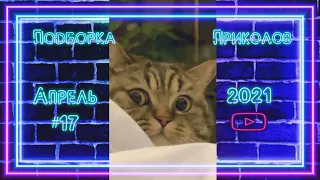 Подборка приколов за неделю Апрель 2021 #17 - Funny videos of the week April 2021 #17