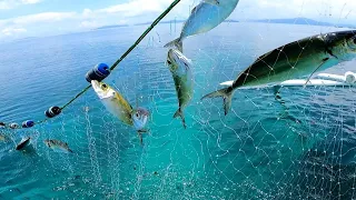 Survival in Rainforest - Catch and Cook Net Fishing