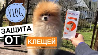 ВЛОГ/ ЧЕМ ЗАЩИТЬ СОБАКУ ОТ КЛЕЩЕЙ НА ДАЧЕ