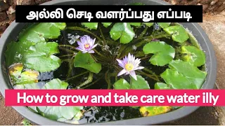 How to grow water Lily  in Tamil/english subtitle