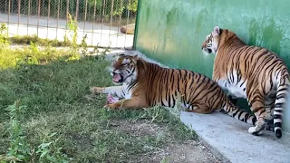 Немного путаю суматранских тигров Троля и Барона !