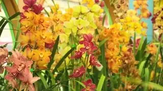 The Garden Gurus - Cymbidium Orchids