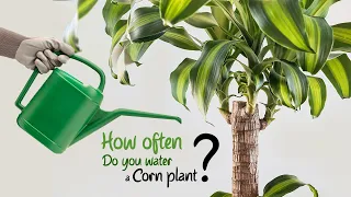 How often should a corn plant be watered ?