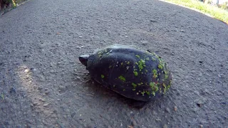 Черепаха на тротуарі - turtle on the sidewalk