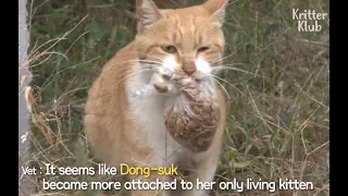 A Heartwarming Tale Of This Mother Cat Always Carrying A Bag Of Food | Kritter Klub