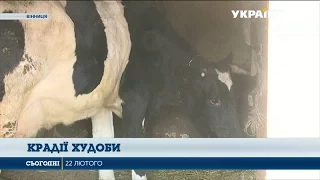 На Вінниччині поліція затримала серійних викрадачів корів