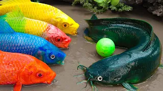 Catfish Hunting Eels Fight Colorful Koi Fish Stop Motion ASMR in Mud Primitive Experiment