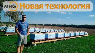 Эксперимент новой технологии пчеловодства