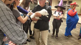 I pet an Arctic Fox