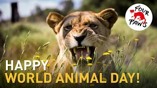 Happy World Animal Day from FOUR PAWS! 💖🌏🐻 | four-paws.org.au