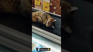 Самые смешные коты/Funny cats/Funniest Cats/Gatos engraçados