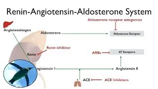 Renin-Angiotensin-Aldosterone System (The RAAS)