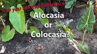 Alocasia or Colocasia?  | Can You Tell the Difference Between These Elephant Ear Tropical Plants