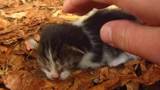 Cat gave birth to a kitten under a chestnut tree