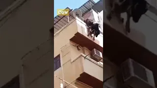 cow accidentally fall down from building 😢😭😢