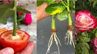 You will know one more way to propagate roses when you know this one