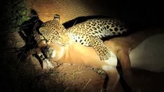 Male leopard steals impala kill from female leopard while the impala is still alive