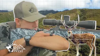 2 HAWAII AXIS DEER HUNTS - (MOLOKAI)