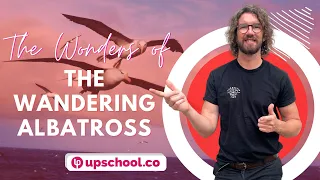 The Wonders of the Wandering Albatross