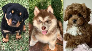 Adorable Dogs that'll Make You Adopt One🥰😍