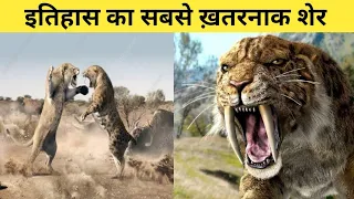 इतिहास का सबसे ख़तरनाक और ताकतवर शेर | Sabertooth Tiger | Most dangerous lion in history #shorts