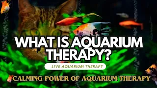 What is Aquarium Therapy? The Calming power of Aquarium Therapy. #aquariumtherapy