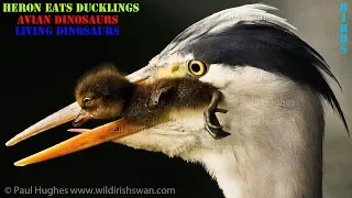 When a heron eats ducklings, there is nothing a duck can do to stop this hungry animal hunting prey!