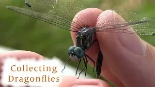 How to Collect Dragonflies