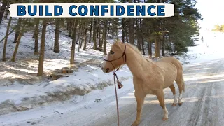 SAFE WAY TO BUILD A HORSES CONFIDENCE(BUDDY SOUR/NEW PLACE/TIME OFF)