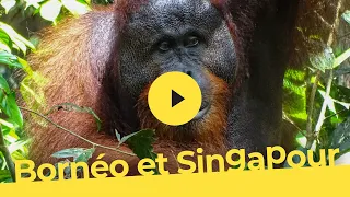 Bornéo et Singapour, aventure en terres exotiques (bande-annonce)