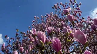 Magnificent magnolias - spring time in Vancouver, Canada