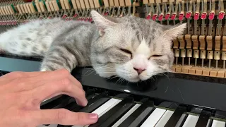 The best lullaby for cat (Meowssage) #2