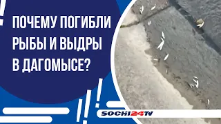 Почему погибли рыбы и выдры в Дагомысе?