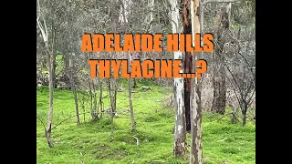 Thylacine sighting  13/08/22 Adelaide Hills, South Australia.