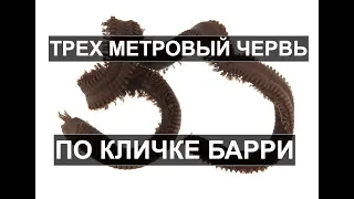 Трех Метровый Червь По Кличке Барри