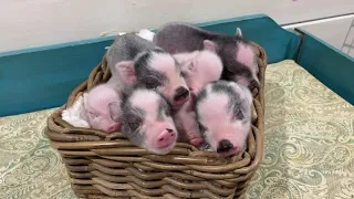 Piglets Sleeping in a Basket