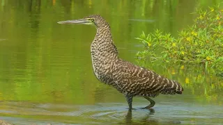 02 10 BTTH Bare-throated Tiger-Heron
