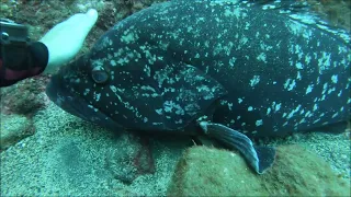 Solo Scuba Diving @ Madeira Island Garajau Marine Reserve 12 03 2024