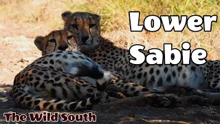 Spectacular Wildlife in Lower Sabie | A Nature Lover's Paradise