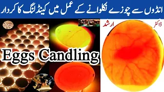 Egg Candling | Fertile and Infertile Eggs | Incubation and Embryology | Dr ARSHAD