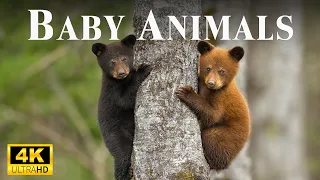World Of Young Wildlife With Relaxing Music, Baby Animals 4K, Music heals the heart and blood vessel