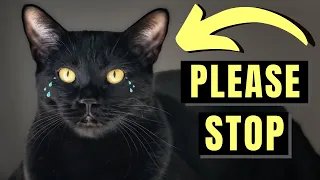 7 Ways You Can Emotionally Hurt Your Bombay Cat