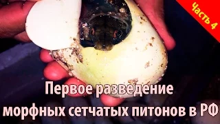 Разведение сетчатых питонов