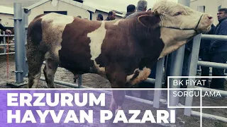 TOSUN FİYATINA BUZAĞI ERZURUM HAYVAN PAZARI