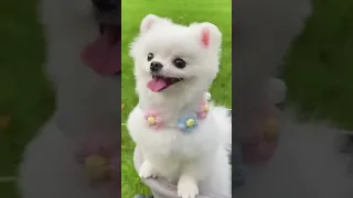 Smiles and Wagging Tails  Happy and Funny Dog Clips Compilation #2 30 Minutes of Canine Joy