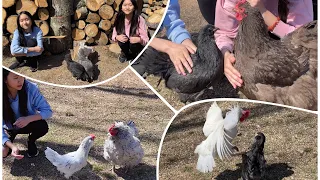 Baby Chicks Meet Mama Chicken! | Janet and Kate
